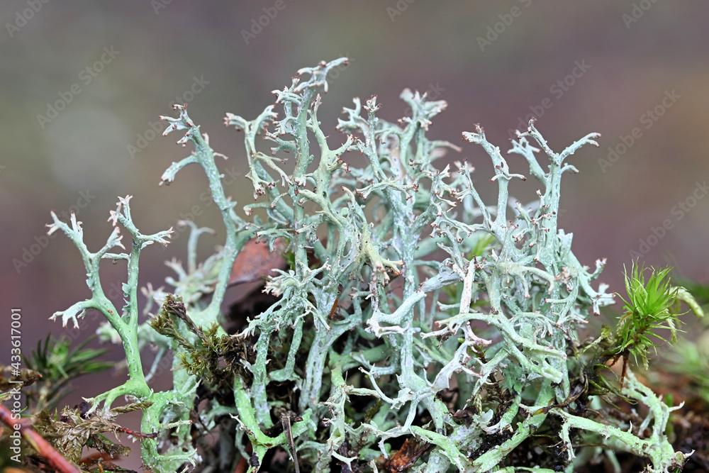 Obraz premium Cladonia furcata, a medicinal cup lichen from Finland studied for its capability to kill leukemia cells in vitro
