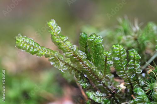 Plagiochila asplenioides, known as  Greater Featherwort moss photo
