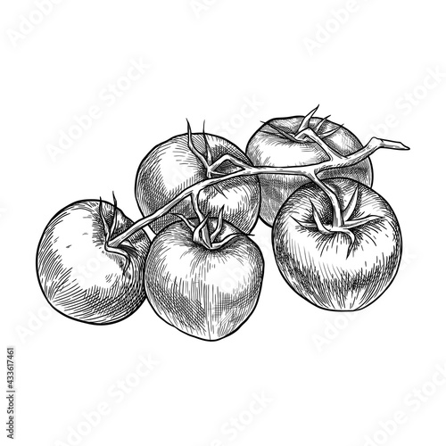 A branch of tomatoes. Hand drawn vector illustration isolated on white background.