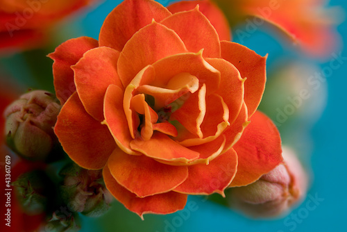 Close-up of an orange kalanchoes flower on a blue background.