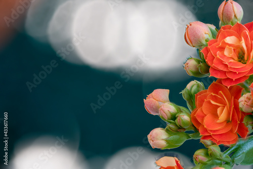 Close-up of an orange kalanchoes flower on a black and white background.
