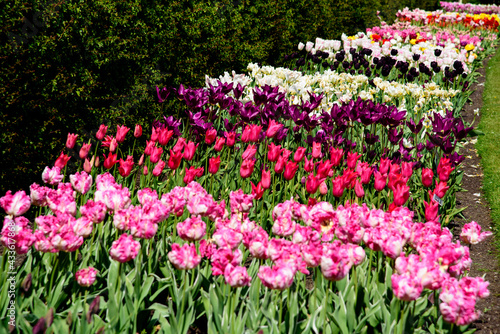 Wallpaper Mural Tulips blossom in the garden Torontodigital.ca