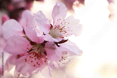 Amazing spring blossom. Closeup view of cherry tree with beautiful pink flowers outdoors