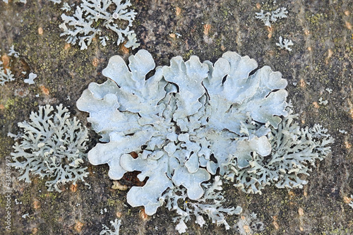 Parmelia sulcata, commonly known as  hammered shield lichen, cracked-shield lichen or powdered crottle, lichens from Finland photo