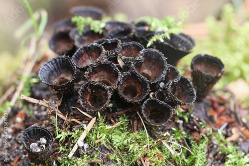 Cyathus striatus, known as the fluted bird's nest fungus or splash cup, mushrooms from Finland