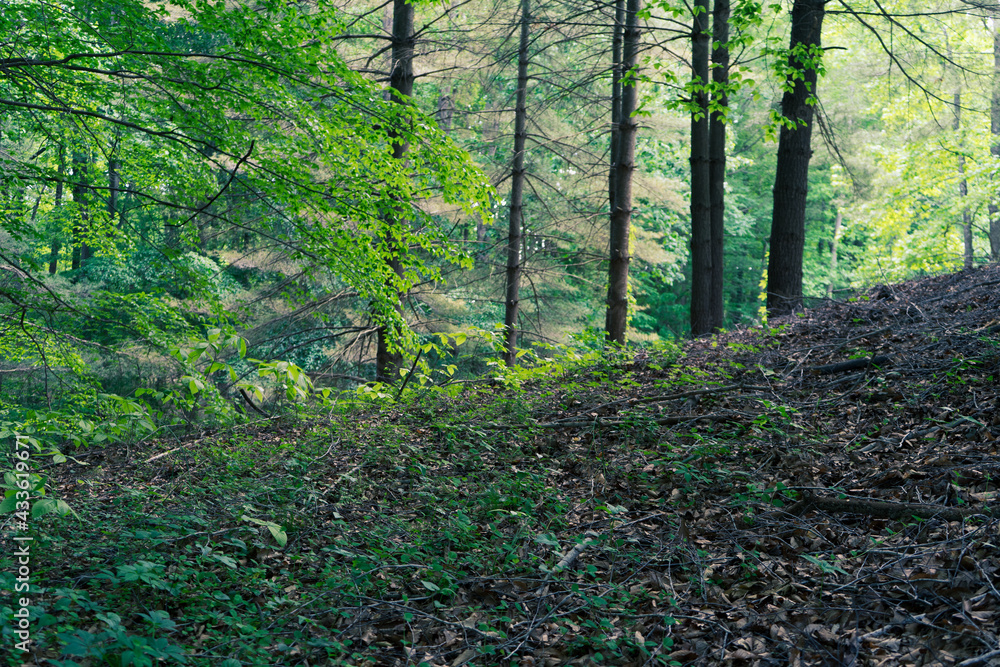 Fototapeta premium sunshine glow on forest tree