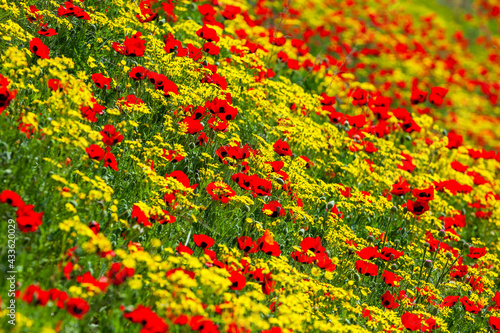 Red poppies field in springtime landscape, nature © k_samurkas