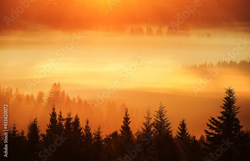 Silhouettes of fir trees in dense fog in the golden rays of the early morning in the mountains. Beautiful morning in the mountains. very soft selective focus.
