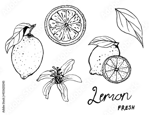 Line  lemon drawing