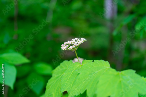 white flower macro