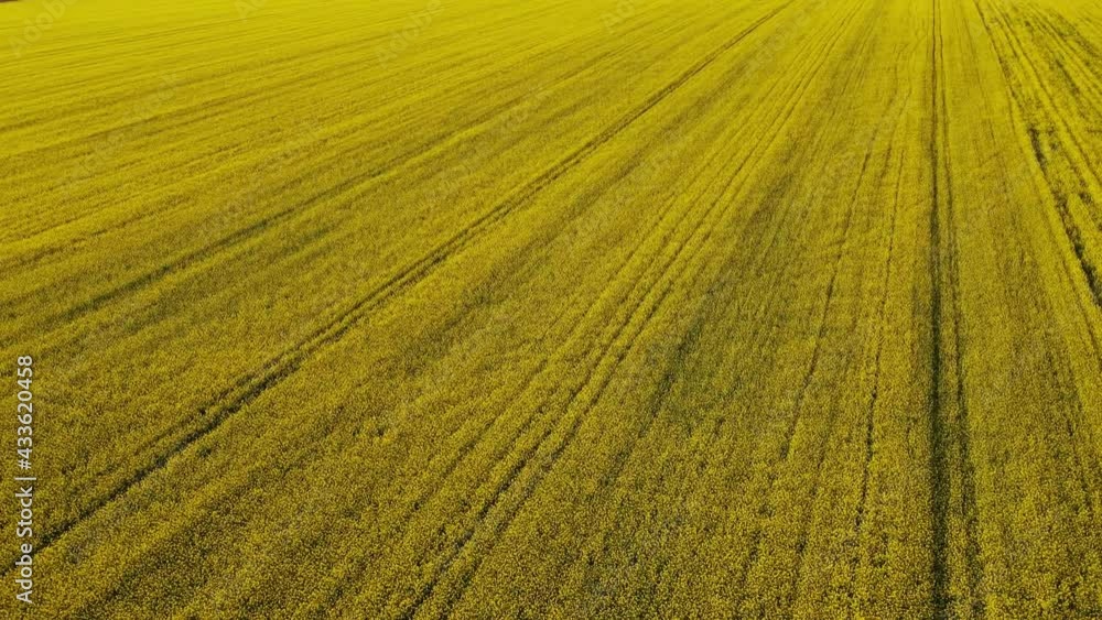 Yellow rapeseed field with evening light. Aerial view Yellow rapeseed field with evening light. Aerial view