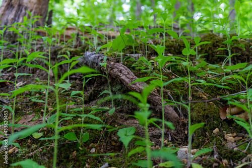 plants in the woods