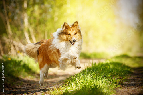 Happy dog in a summer path. Shetland sheepdog is running. photo