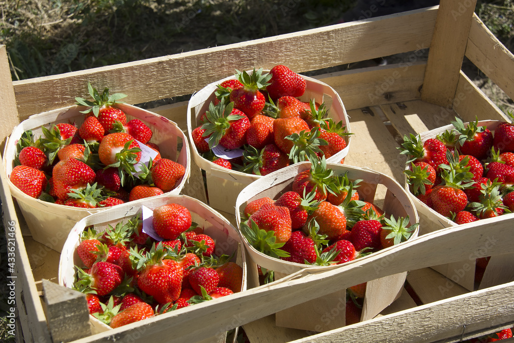 panier de fraises Stock Photo | Adobe Stock