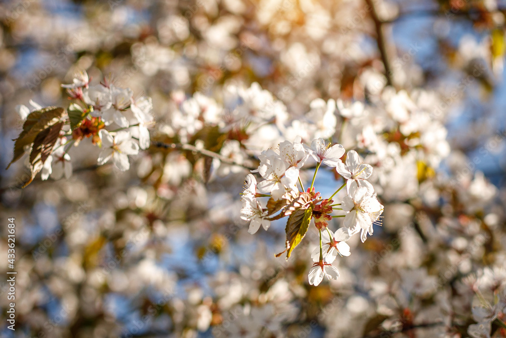 Spring blossom background. Beautiful nature scene of blooming tree. flowers on the branches. Spring blossom background. Beautiful nature scene of blooming tree. flowers on the branches.