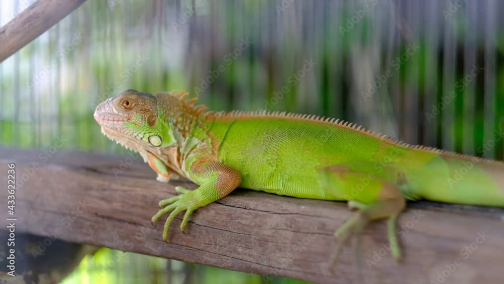 lizard, animal, green lizard with blur background
lizard, animal, green lizard with blur background