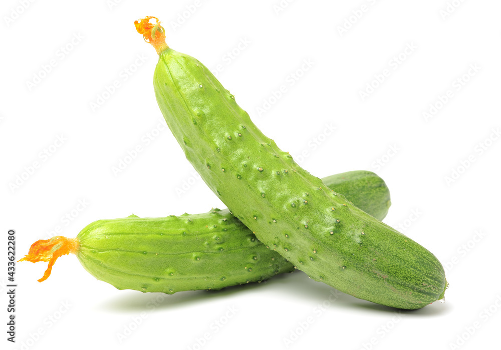 Green cucumber on the white background Green cucumber on the white background