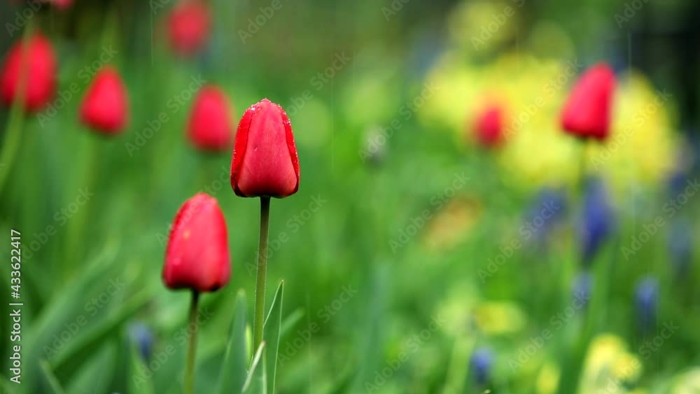 Red tulips with closed buds in garden under the rain on a blurry background of green foliage and multi-colored yellow and blue flowers. Red tulips with closed buds in garden under the rain on a blurry background of green foliage and multi-colored yellow and blue flowers.