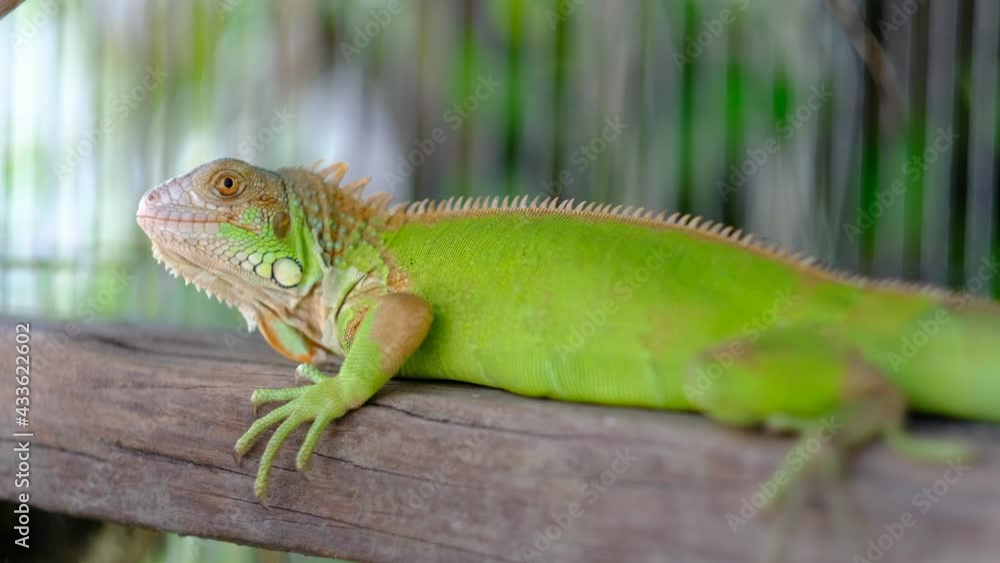 lizard, animal, green lizard with blur background
lizard, animal, green lizard with blur background