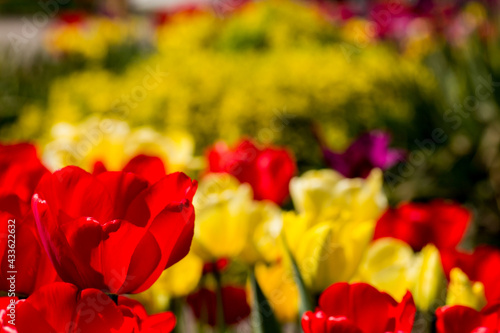 red and yellow tulips