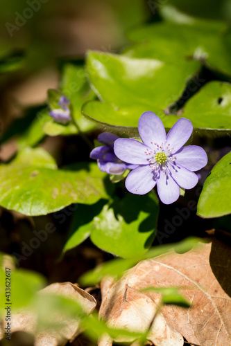 Vinca minor in the garden
