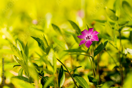 Vinca minor in the garden