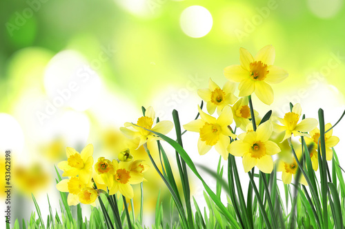 Beautiful blooming yellow daffodils outdoors on sunny day