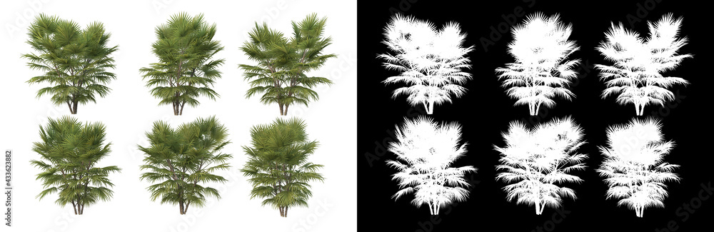 Many kinds of trees Variety of styles
Many kinds of trees Variety of styles