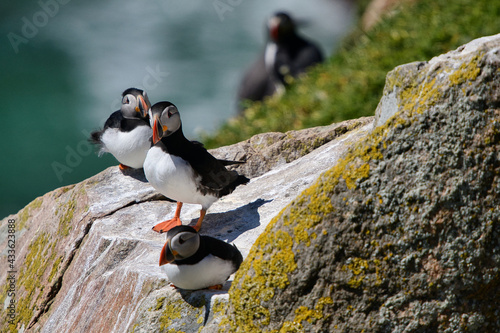 atlantic puffins on a rock