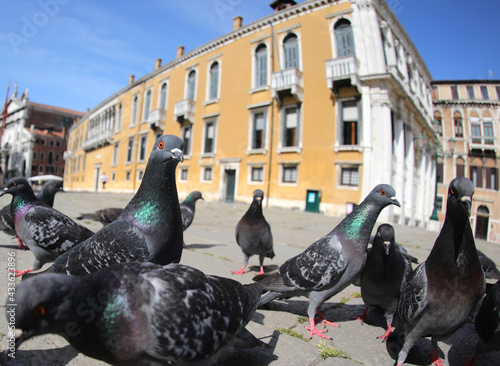 pigeons in the European city square looking for crumbs photo