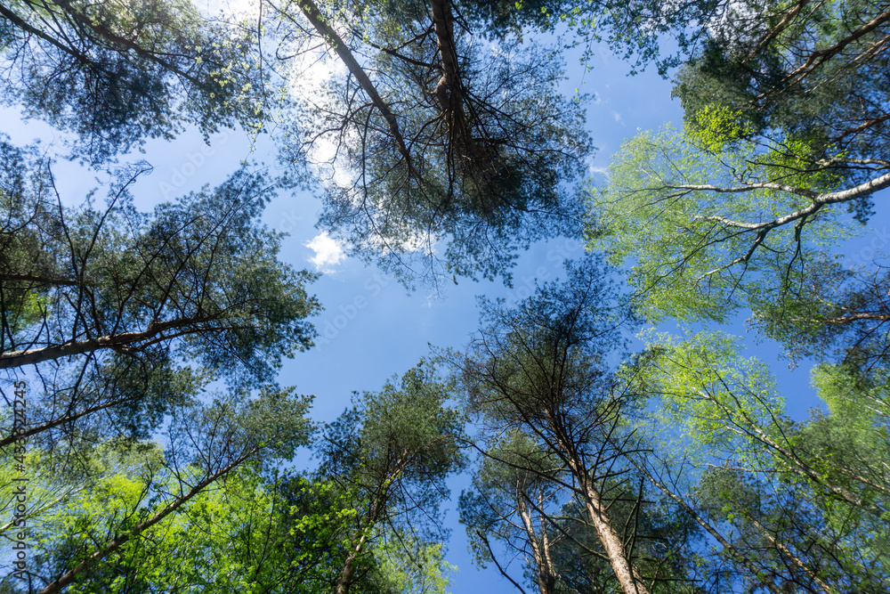 Looking up through the treetops. Beautiful natural frame of foliage against the sky. Copy space.Green leaves of a tree against the blue sky. Sun soft light through the green foliage of the tree. Looking up through the treetops. Beautiful natural frame of foliage against the sky. Copy space.Green leaves of a tree against the blue sky. Sun soft light through the green foliage of the tree.