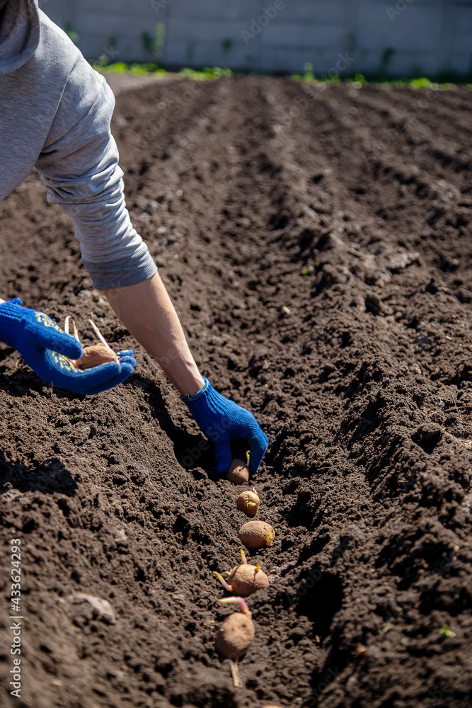 man planting potatoes in the ground selective focus man planting potatoes in the ground selective focus