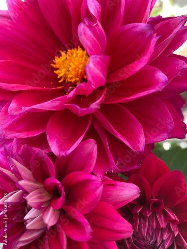 dark pink dahlia flowers close up shot