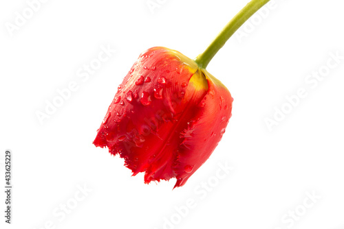 Red tulip isolated on white background.