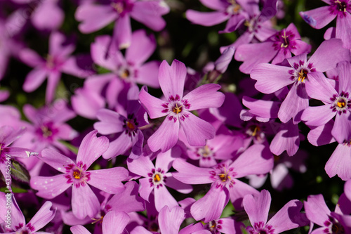 pink flowers