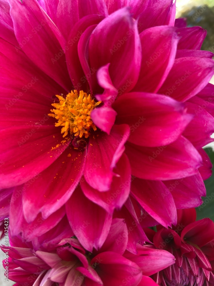 dark pink dahlia flowers close up shot dark pink dahlia flowers close up shot