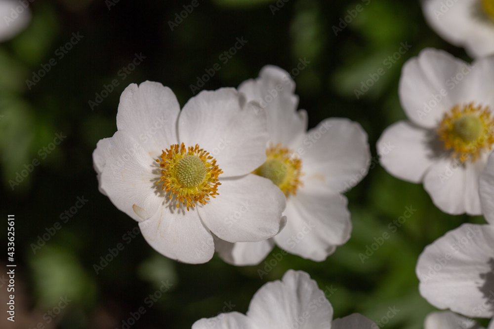 white flowers in the garden white flowers in the garden