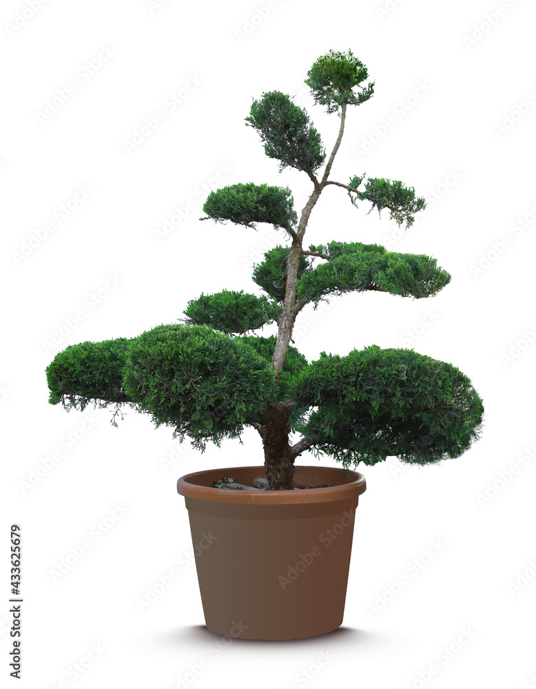 Beautiful bonsai tree in pot isolated on white Beautiful bonsai tree in pot isolated on white