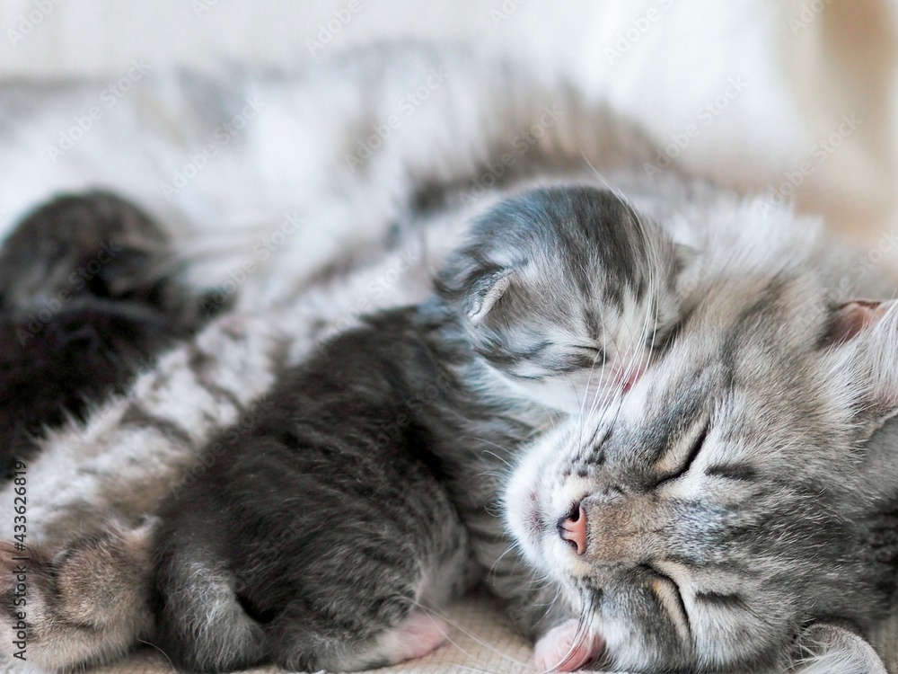 Mother cat sleeping with her newborn kittens. Cat feeding, hugging her babies. Love and care for pets concept