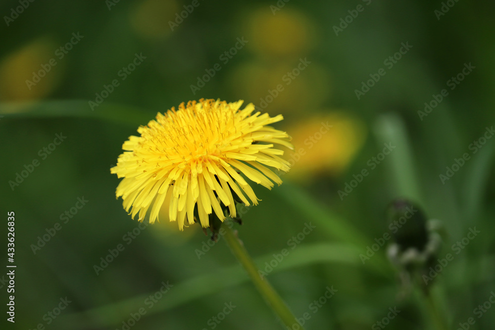 Blooming dandelion flower in green grass. Spring meadow with wildflowers Blooming dandelion flower in green grass. Spring meadow with wildflowers