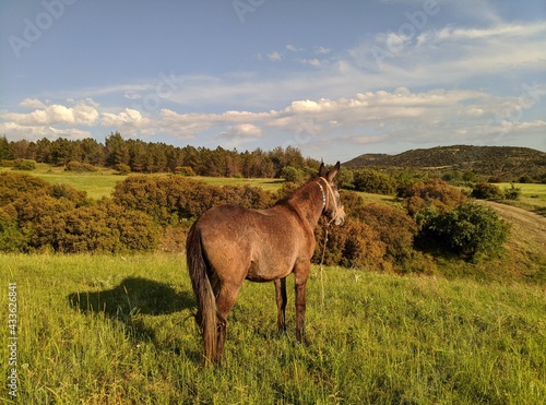 horse in the field © georgios