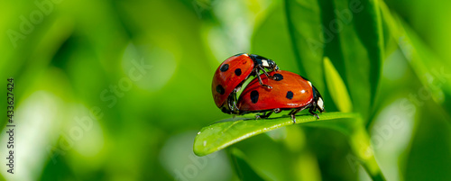 Obraz na plátne Panoramic Close-up Of Ladybugs Mating in springtime on green leaf