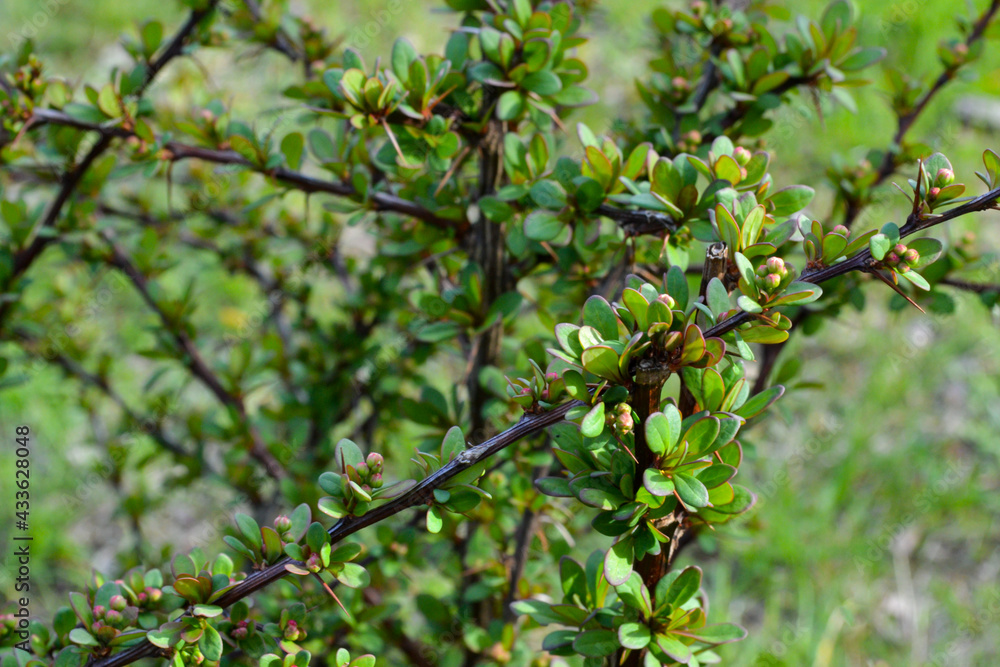 Fototapeta premium Cotoneaster thickets on a sunny day, side view. Green leaves of cotoneaster in the sun. Cotoneaster bush close-up.