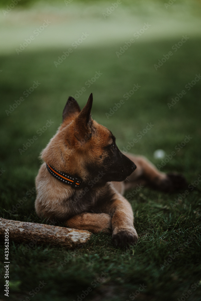 Belgian shepherd posing on grass. German shepherd dog. Belgian shepherd posing on grass. German shepherd dog.