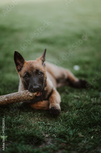 Fototapeta Naklejka Na Ścianę i Meble -  Belgian shepherd posing on grass. German shepherd dog.
