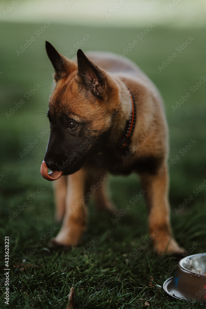 Belgian shepherd posing on grass. German shepherd dog. Belgian shepherd posing on grass. German shepherd dog.