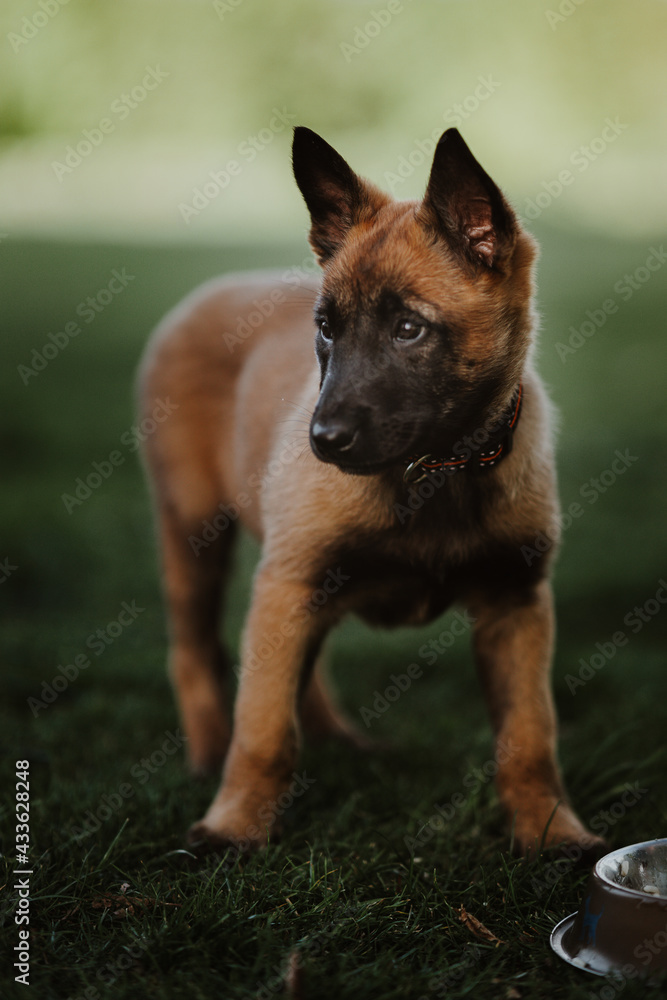Belgian shepherd posing on grass. German shepherd dog. Belgian shepherd posing on grass. German shepherd dog.