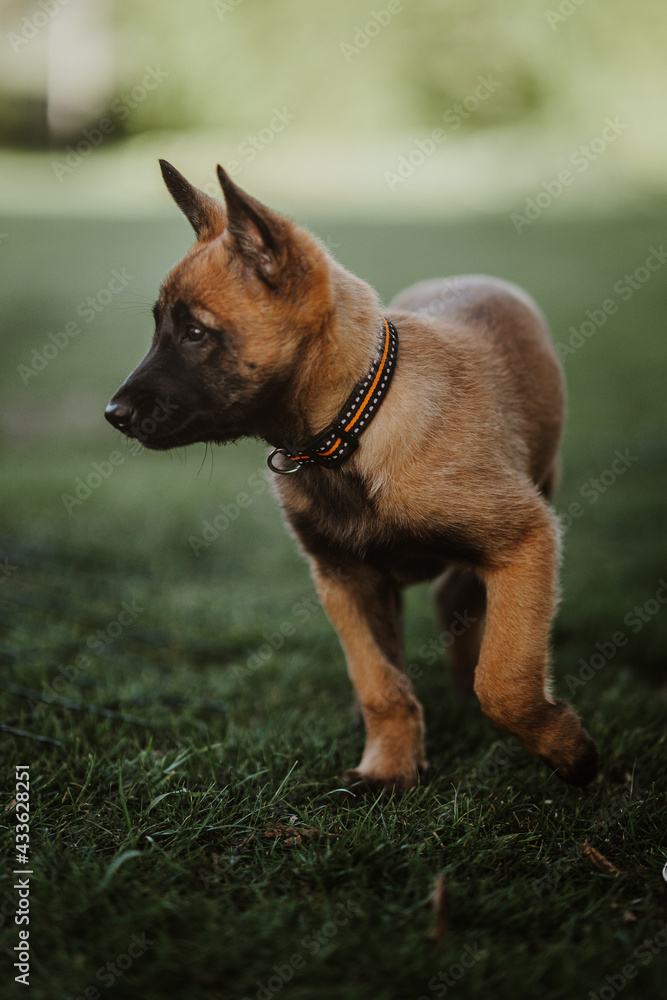 Belgian shepherd posing on grass. German shepherd dog.