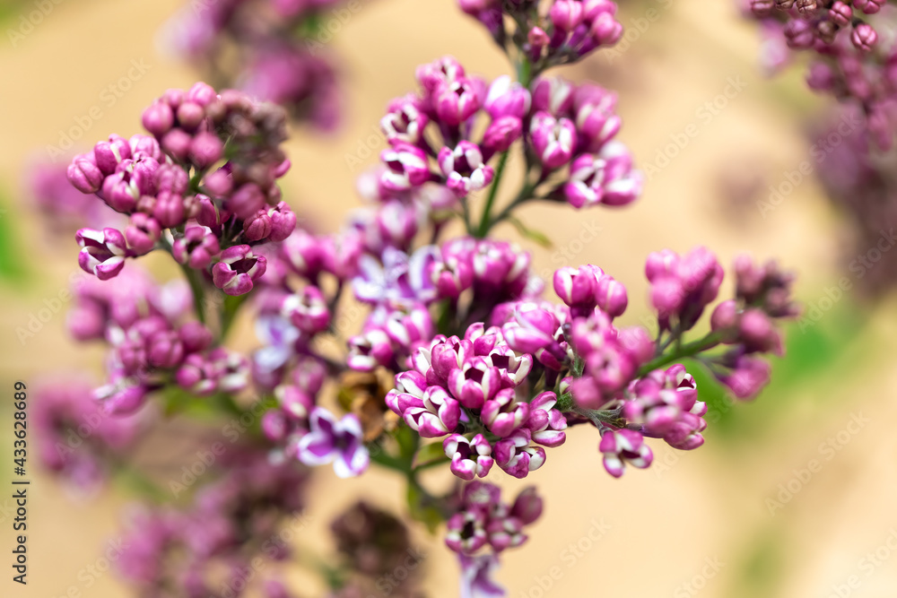 Spring flowering lilac bushes in the garden. Close-up buds and flowers. Branches with bunches of flowers, Springtime Spring flowering lilac bushes in the garden. Close-up buds and flowers. Branches with bunches of flowers, Springtime