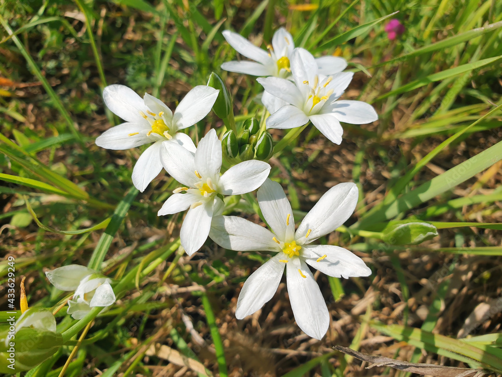 White ornithogalum flowers bloom in the grass in a clearing. White ornithogalum flowers bloom in the grass in a clearing.